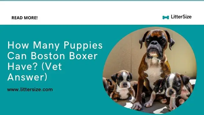 How Many Puppies Can Boston Boxer Have? (Vet Answer)