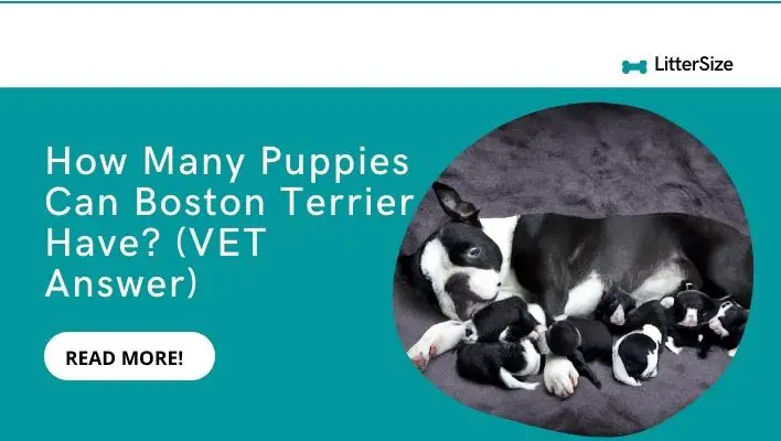 How Many Puppies Can Boston Terrier Have? (VET Answer)