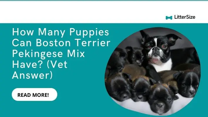How Many Puppies Can Boston Terrier Pekingese Mix Have? (Vet Answer)