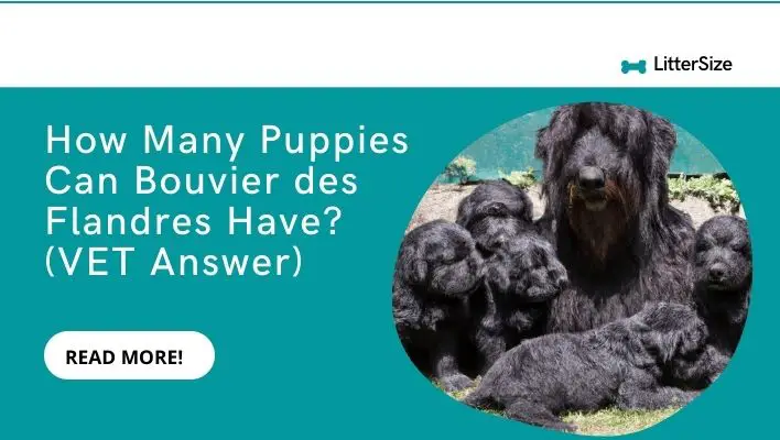 How Many Puppies Can Bouvier des Flandres Have? (VET Answer)