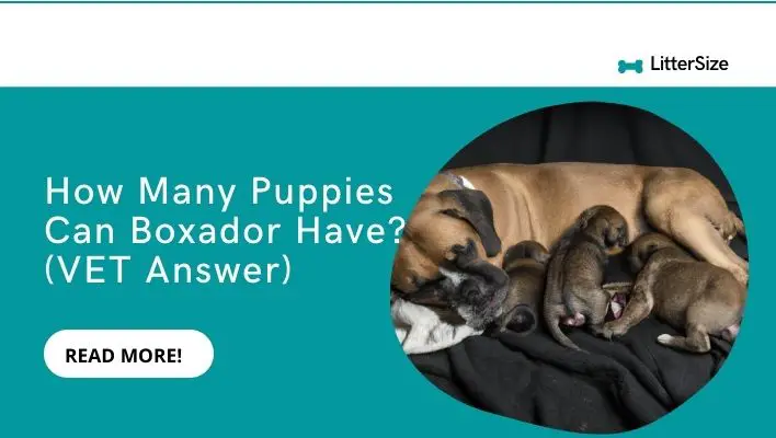 How Many Puppies Can Boxador Have? (VET Answer)
