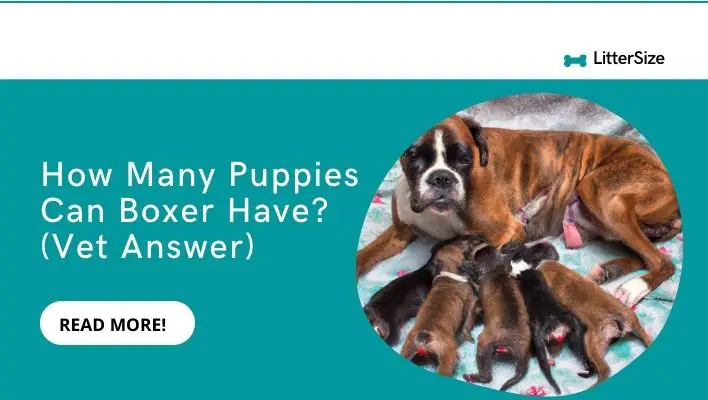 How Many Puppies Can Boxer Have? (Vet Answer)