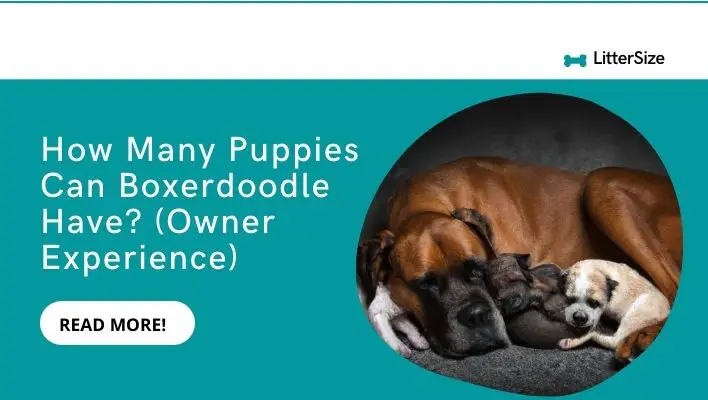 How Many Puppies Can Boxerdoodle Have? (Owner Experience)