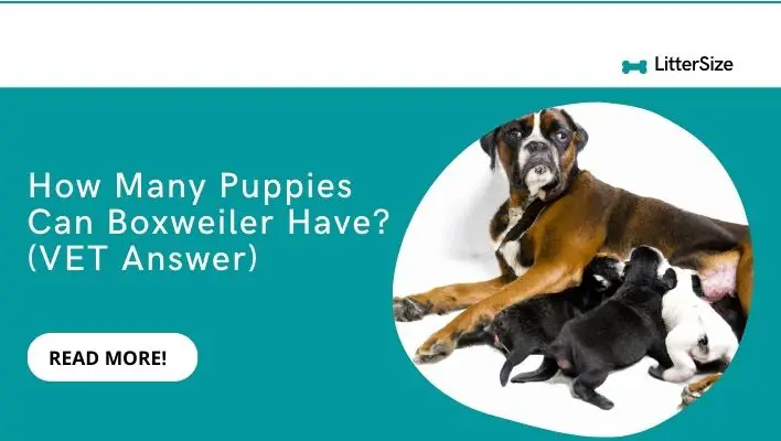 How Many Puppies Can Boxweiler Have? (VET Answer)