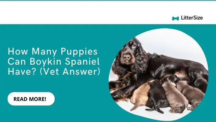 How Many Puppies Can Boykin Spaniel Have? (Vet Answer)