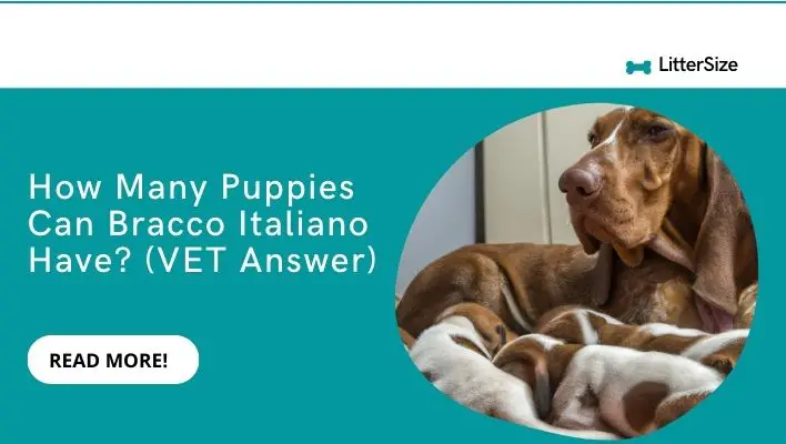How Many Puppies Can Bracco Italiano Have? (VET Answer)