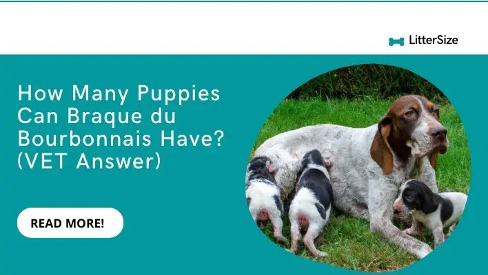 How Many Puppies Can Braque du Bourbonnais Have? (VET Answer)