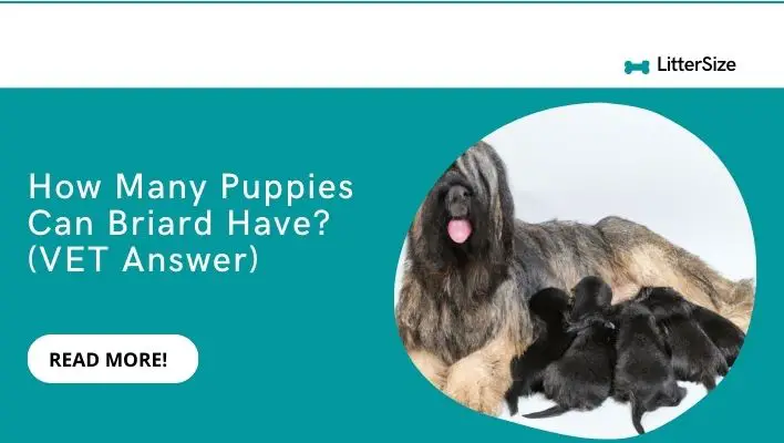 How Many Puppies Can Briard Have? (VET Answer)
