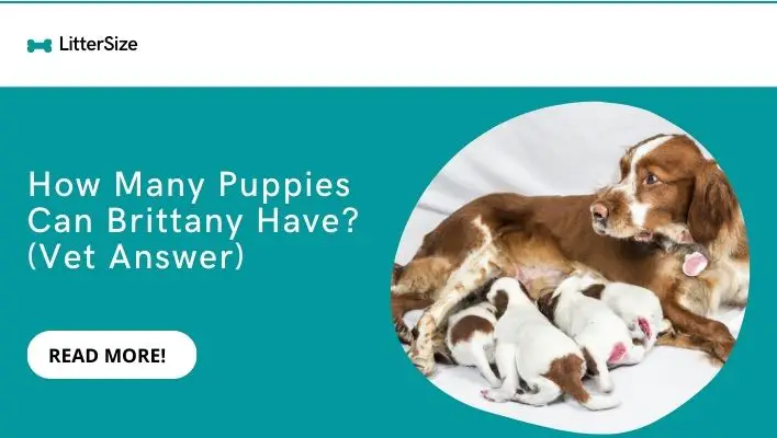 How Many Puppies Can Brittany Have? (Vet Answer)