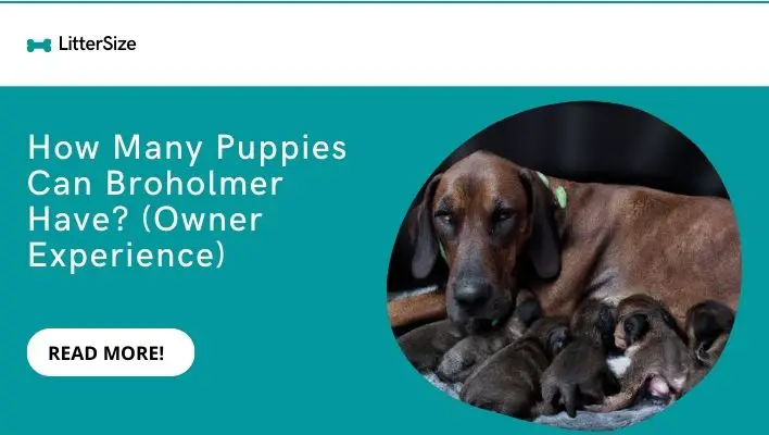 How Many Puppies Can Broholmer Have? (Owner Experience)
