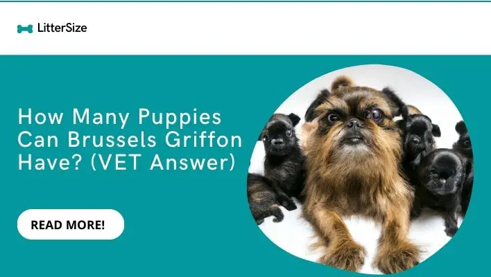 How Many Puppies Can Brussels Griffon Have? (VET Answer)