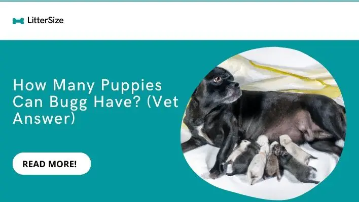 How Many Puppies Can Bugg Have? (Vet Answer)