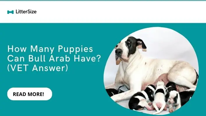 How Many Puppies Can Bull Arab Have? (VET Answer)