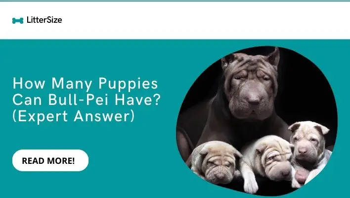How Many Puppies Can Bull-Pei Have? (Expert Answer)