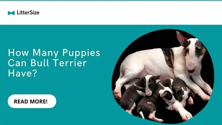 How Many Puppies Can Bull Terrier Have?