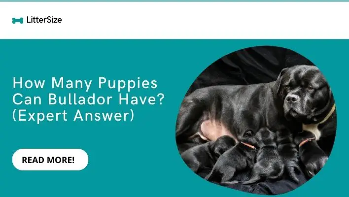 How Many Puppies Can Bullador Have? (Expert Answer)