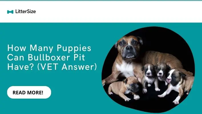 How Many Puppies Can Bullboxer Pit Have? (VET Answer)