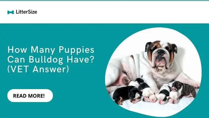 How Many Puppies Can Bulldog Have? (VET Answer)
