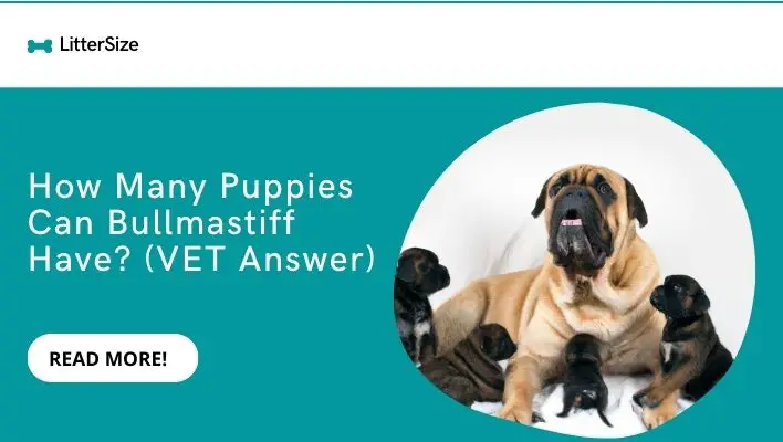 How Many Puppies Can Bullmastiff Have? (VET Answer)