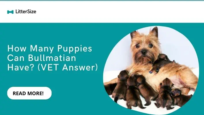 How Many Puppies Can Bullmatian Have? (VET Answer)