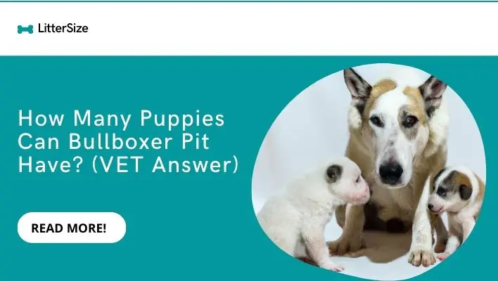 How Many Puppies Can Canaan Dogs Have? (VET Answer)