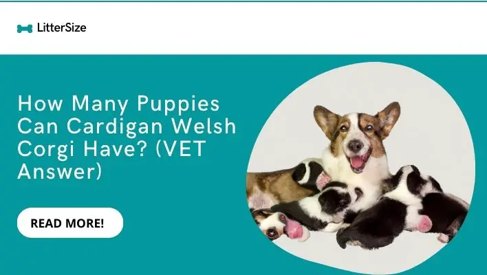 How Many Puppies Can Cardigan Welsh Corgi Have? (VET Answer)