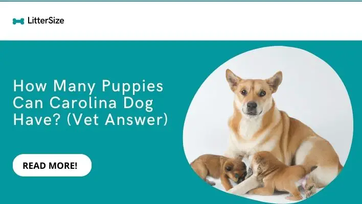 How Many Puppies Can Carolina Dog Have? (Vet Answer)