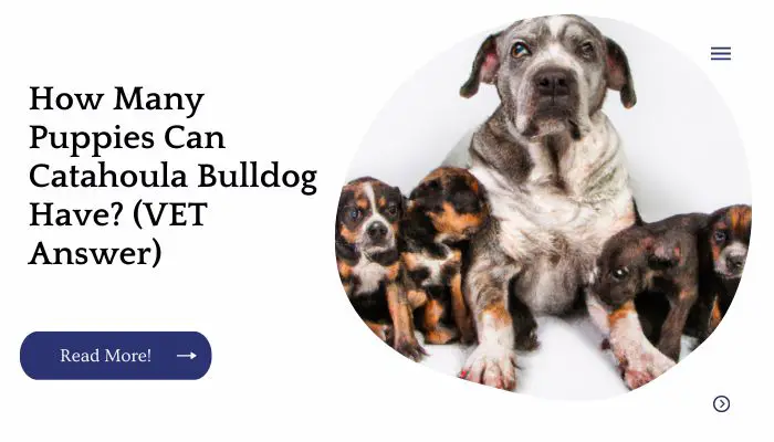 How Many Puppies Can Catahoula Bulldog Have? (VET Answer)