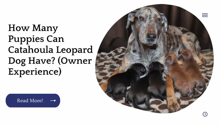 How Many Puppies Can Catahoula Leopard Dog Have? (Owner Experience)