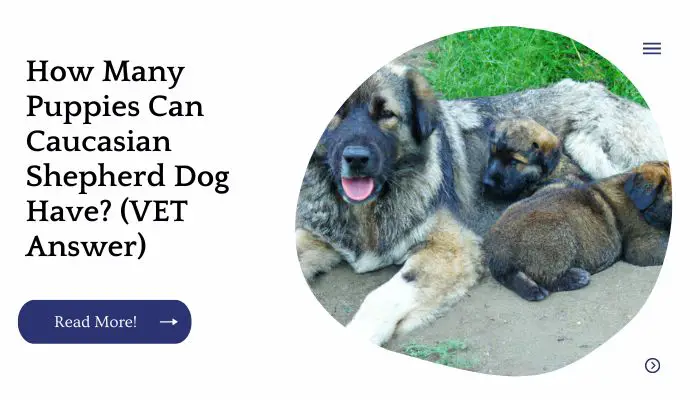 How Many Puppies Can Caucasian Shepherd Dog Have? (VET Answer)