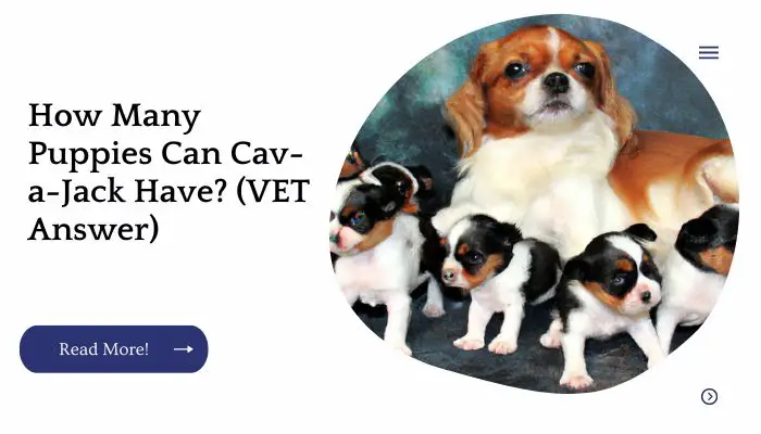 How Many Puppies Can Cav-a-Jack Have? (VET Answer)