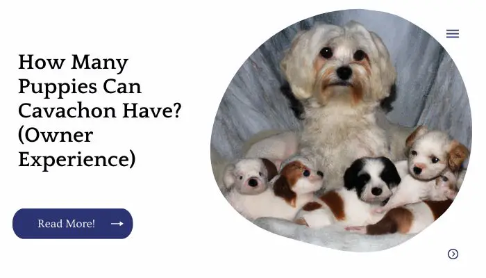 How Many Puppies Can Cavachon Have? (Owner Experience)