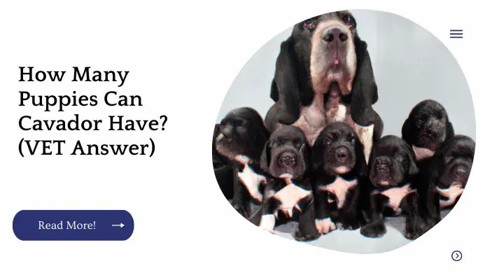 How Many Puppies Can Cavador Have? (VET Answer)