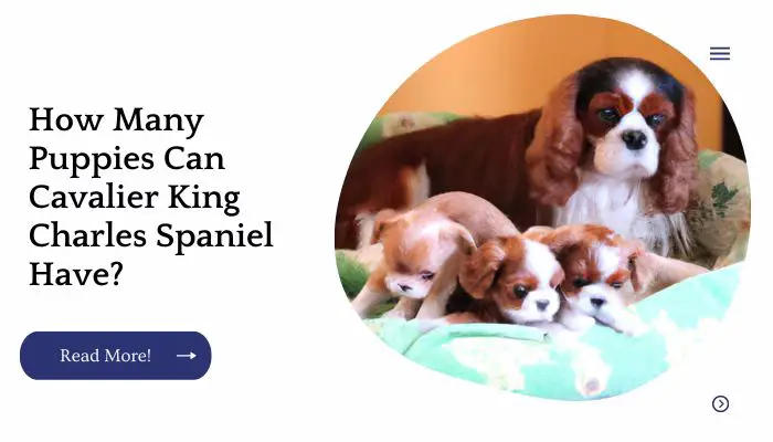How Many Puppies Can Cavalier King Charles Spaniel Have?