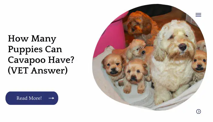 How Many Puppies Can Cavapoo Have? (VET Answer)
