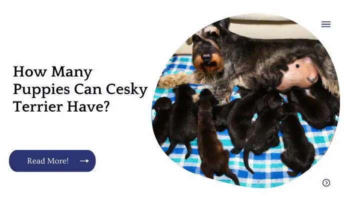 How Many Puppies Can Cesky Terrier Have?
