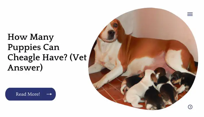 How Many Puppies Can Cheagle Have? (Vet Answer)