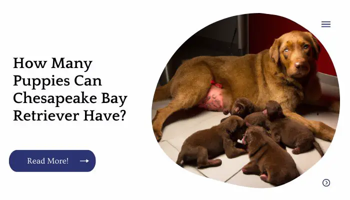 How Many Puppies Can Chesapeake Bay Retriever Have?