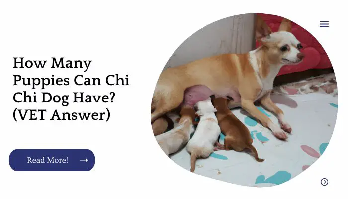 How Many Puppies Can Chi Chi Dog Have? (VET Answer)