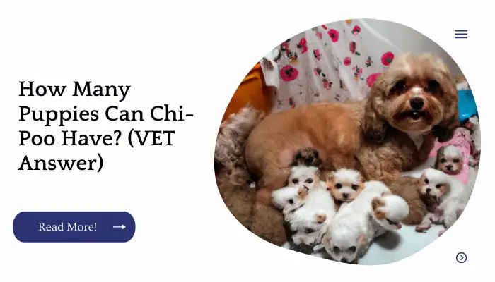 How Many Puppies Can Chi-Poo Have? (VET Answer)
