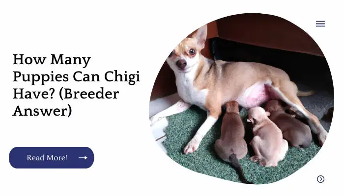 How Many Puppies Can Chigi Have? (Breeder Answer)