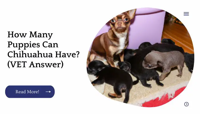 How Many Puppies Can Chihuahua Have? (VET Answer)