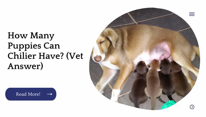 How Many Puppies Can Chilier Have? (Vet Answer)