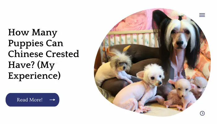 How Many Puppies Can Chinese Crested Have? (My Experience)