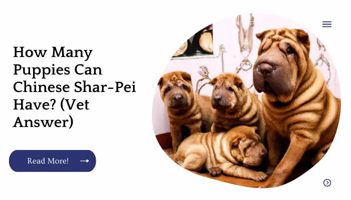 How Many Puppies Can Chinese Shar-Pei Have? (Vet Answer)