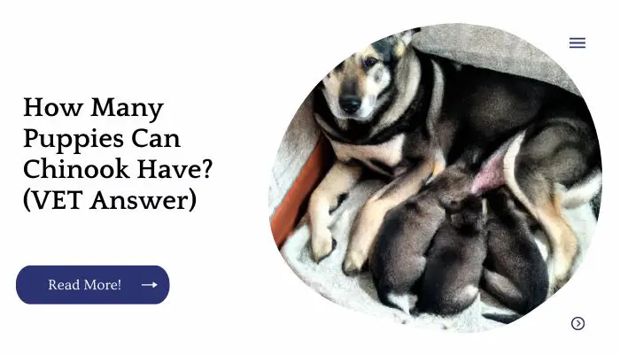 How Many Puppies Can Chinook Have? (VET Answer)