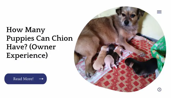 How Many Puppies Can Chion Have? (Owner Experience)