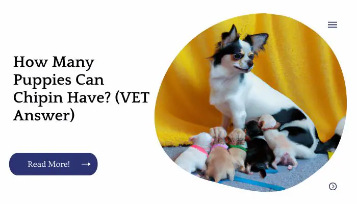 How Many Puppies Can Chipin Have? (VET Answer)