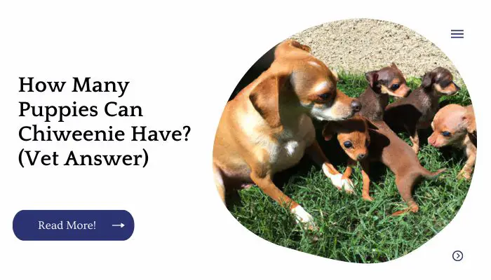 How Many Puppies Can Chiweenie Have? (Vet Answer)