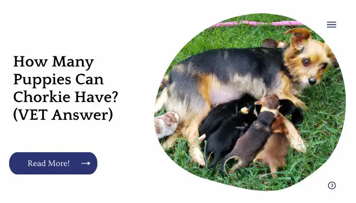 How Many Puppies Can Chorkie Have? (VET Answer)